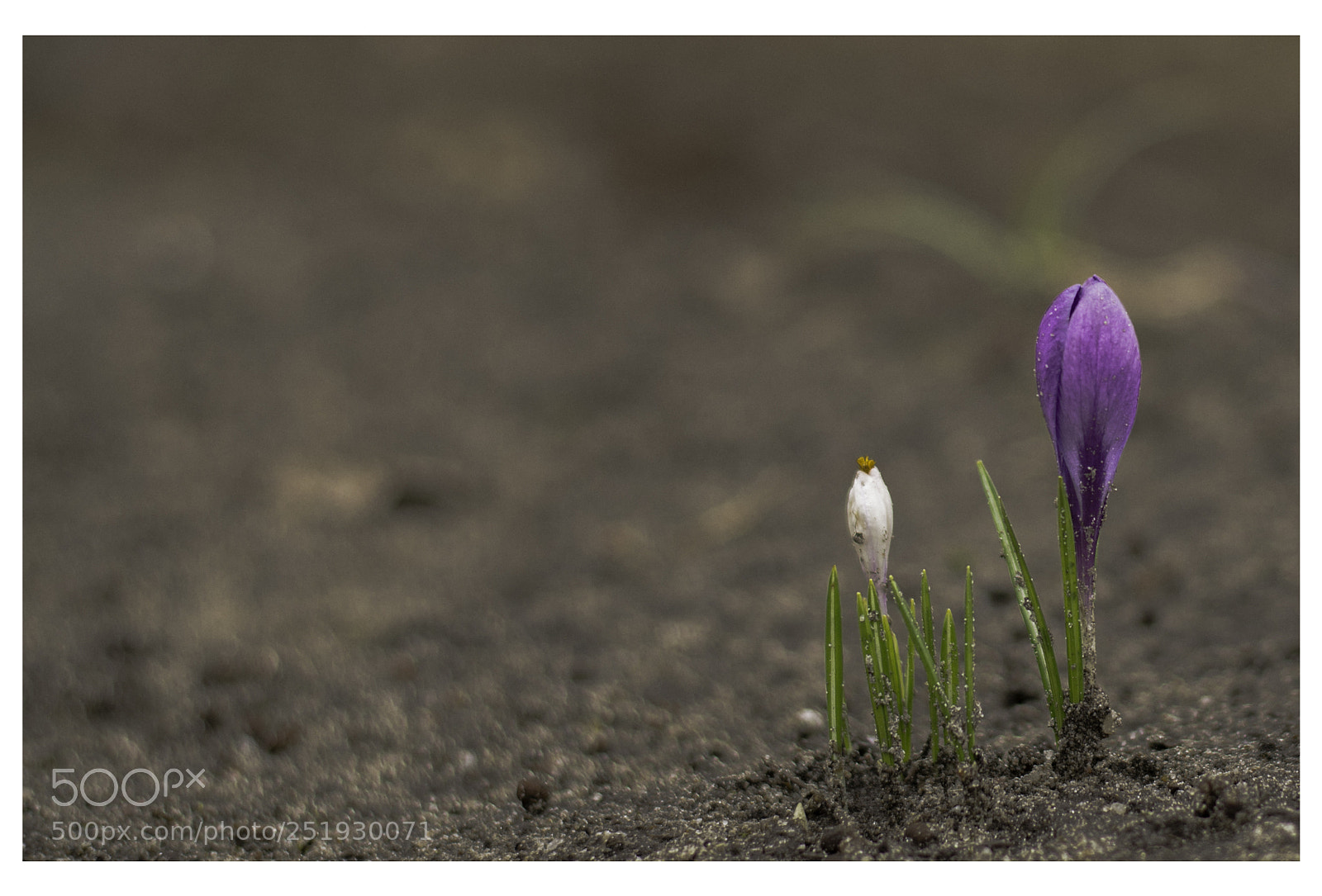 Nikon D800E sample photo. Osterdings oder so photography