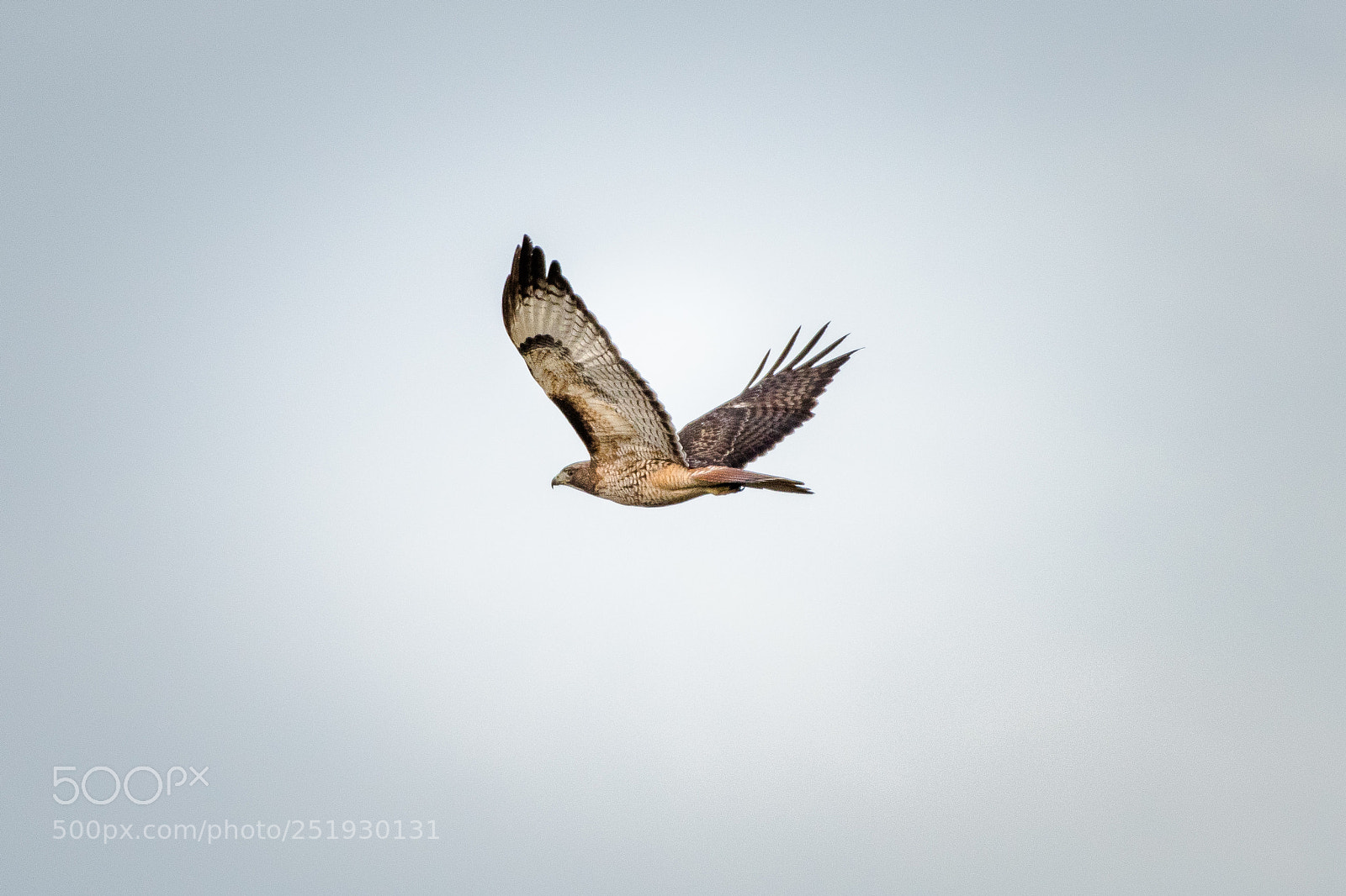 Nikon D810 sample photo. Red tail photography