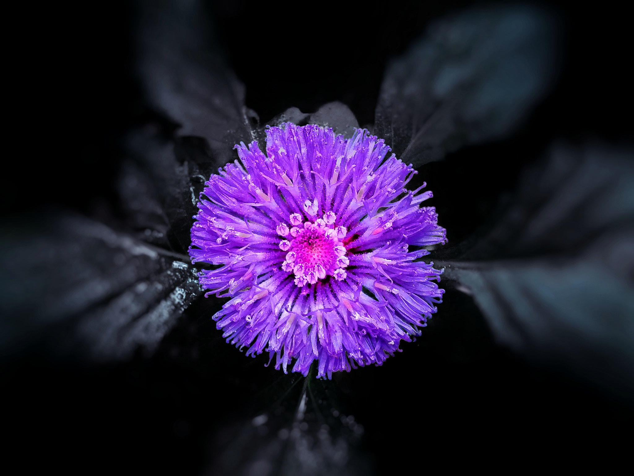 Motorola Moto G (1st Gen) sample photo. Purple bloom photography