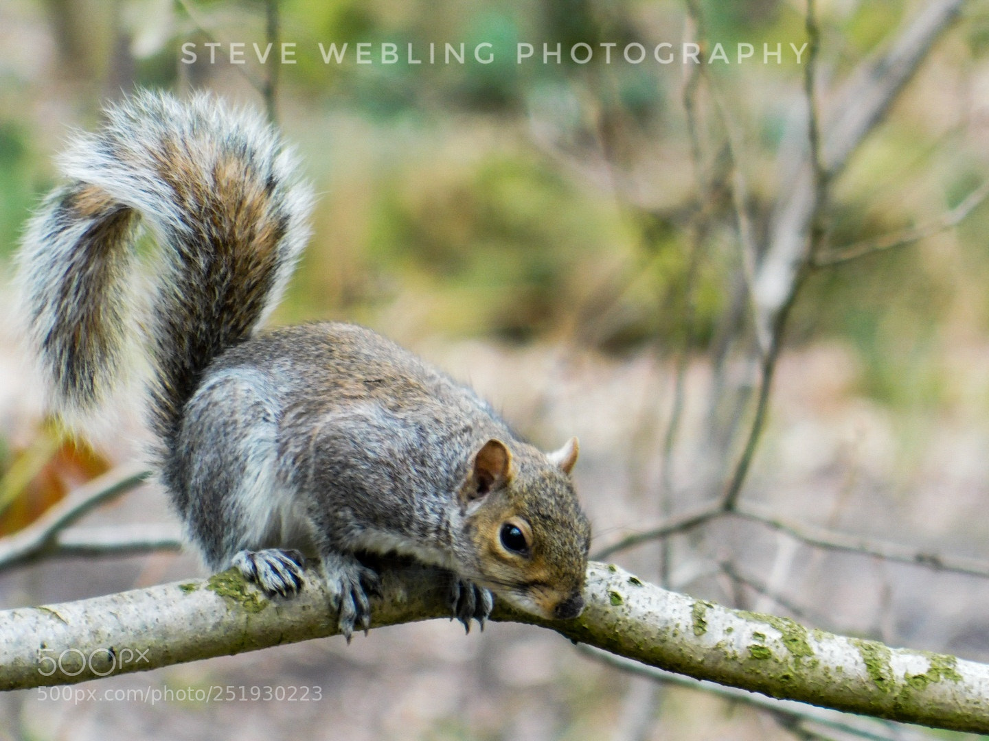 Nikon Coolpix B500 sample photo. Squirrels playing in wild photography