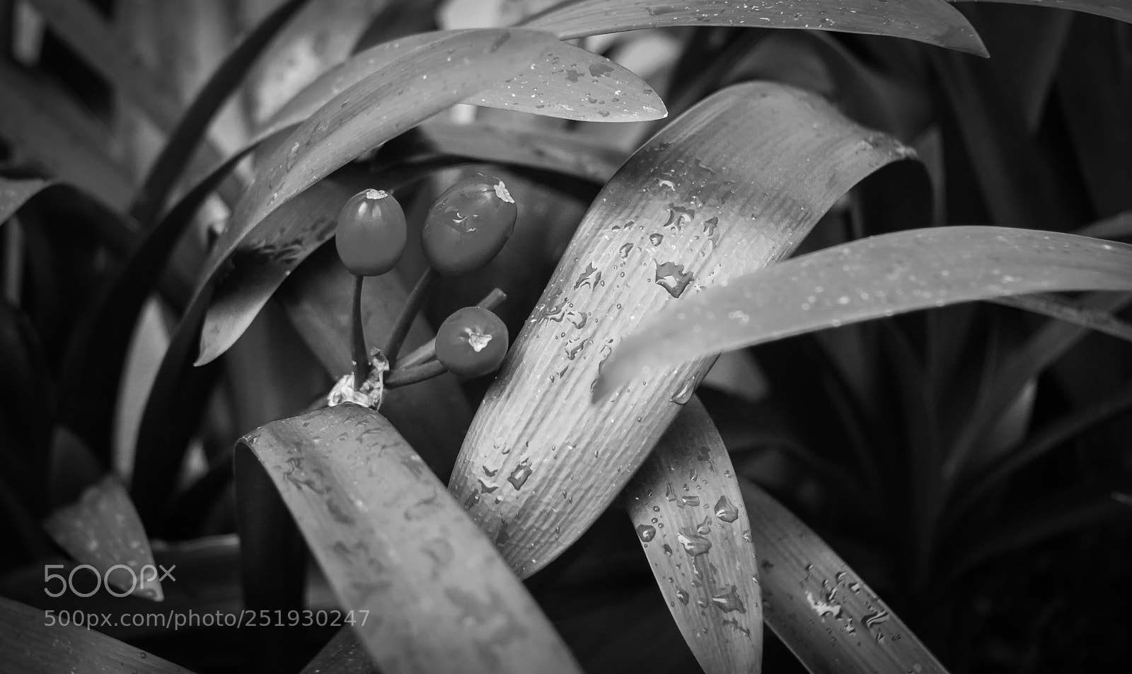 Canon EOS 50D sample photo. Naturaleza photography