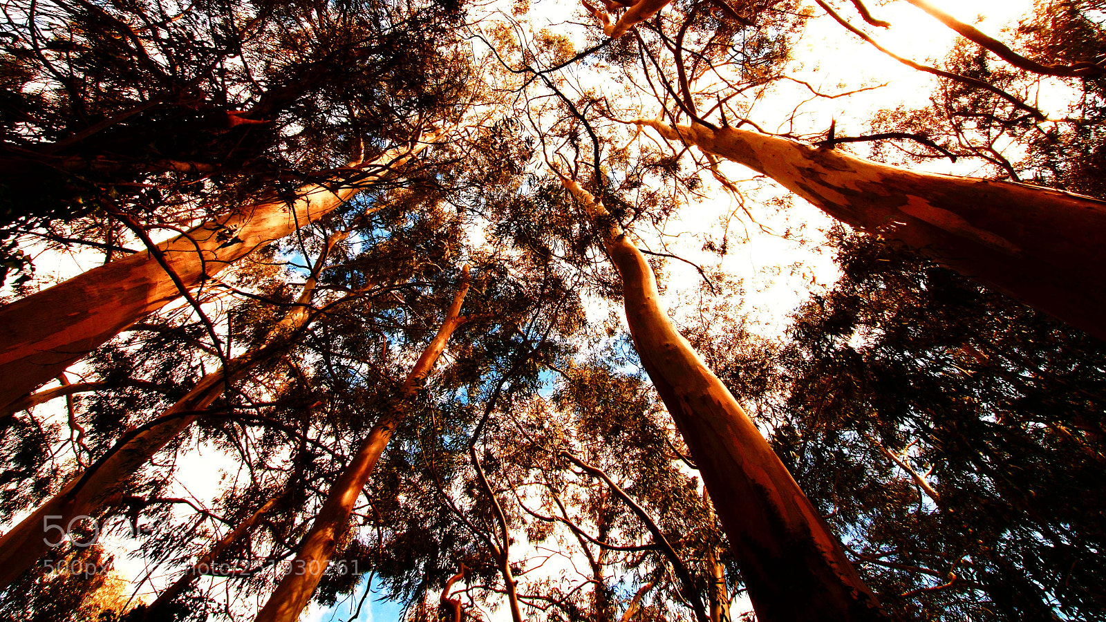 Sony SLT-A58 sample photo. Trees. photography