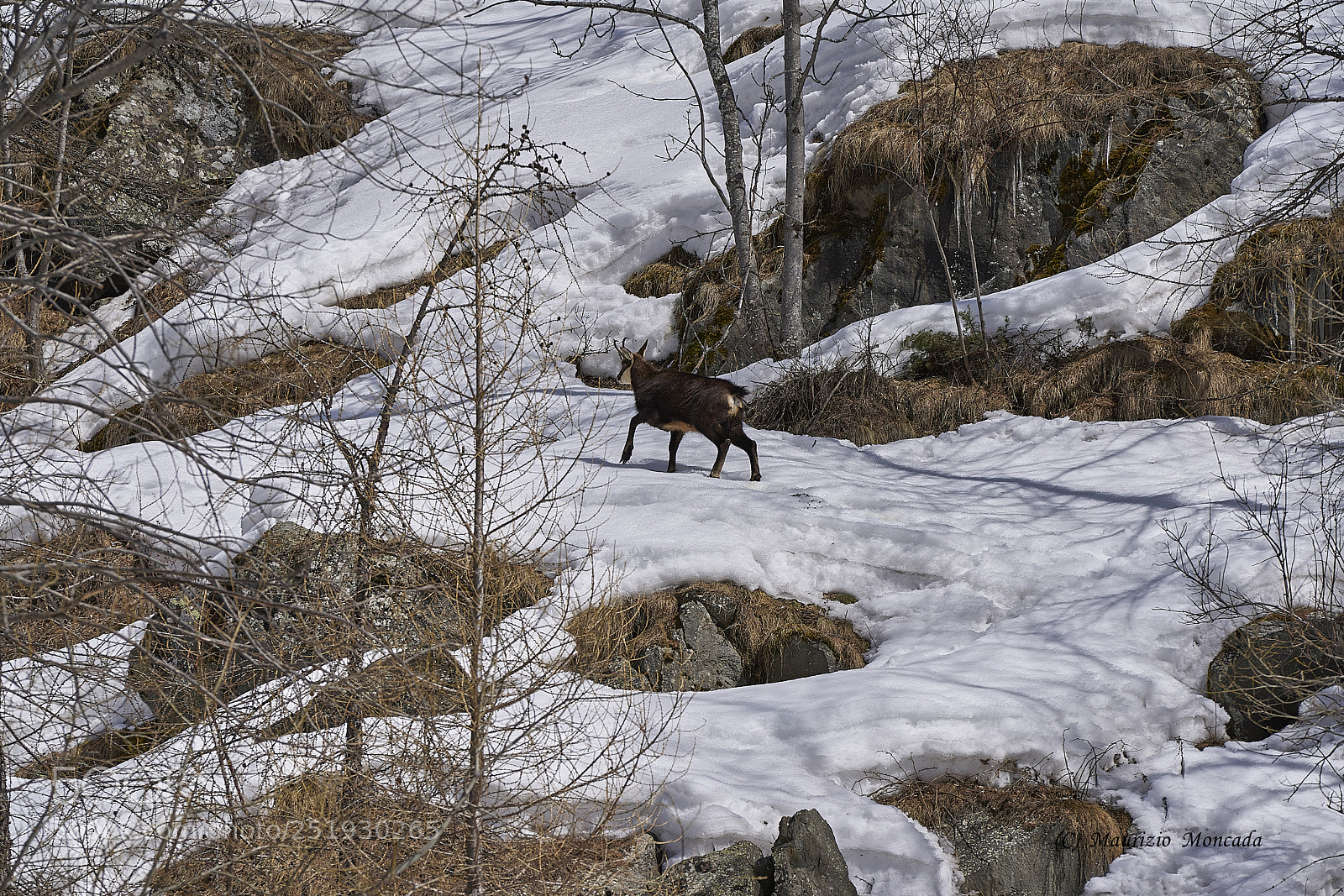 Sony a9 sample photo. Valsavarenche- aosta-italy camosci photography