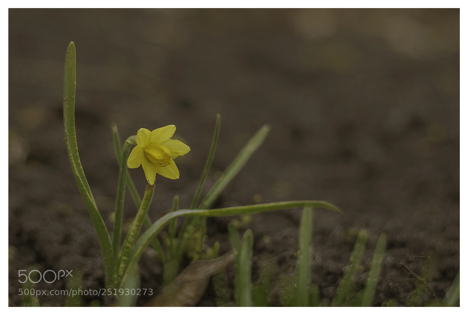 Nikon D800E sample photo. Osterblume photography