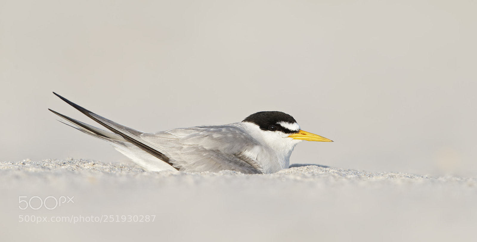 Canon EOS-1D X sample photo. Least tern on nest photography