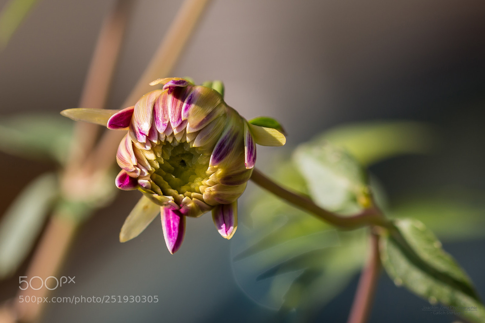 Canon EOS 70D sample photo. Closed dahlie ... photography