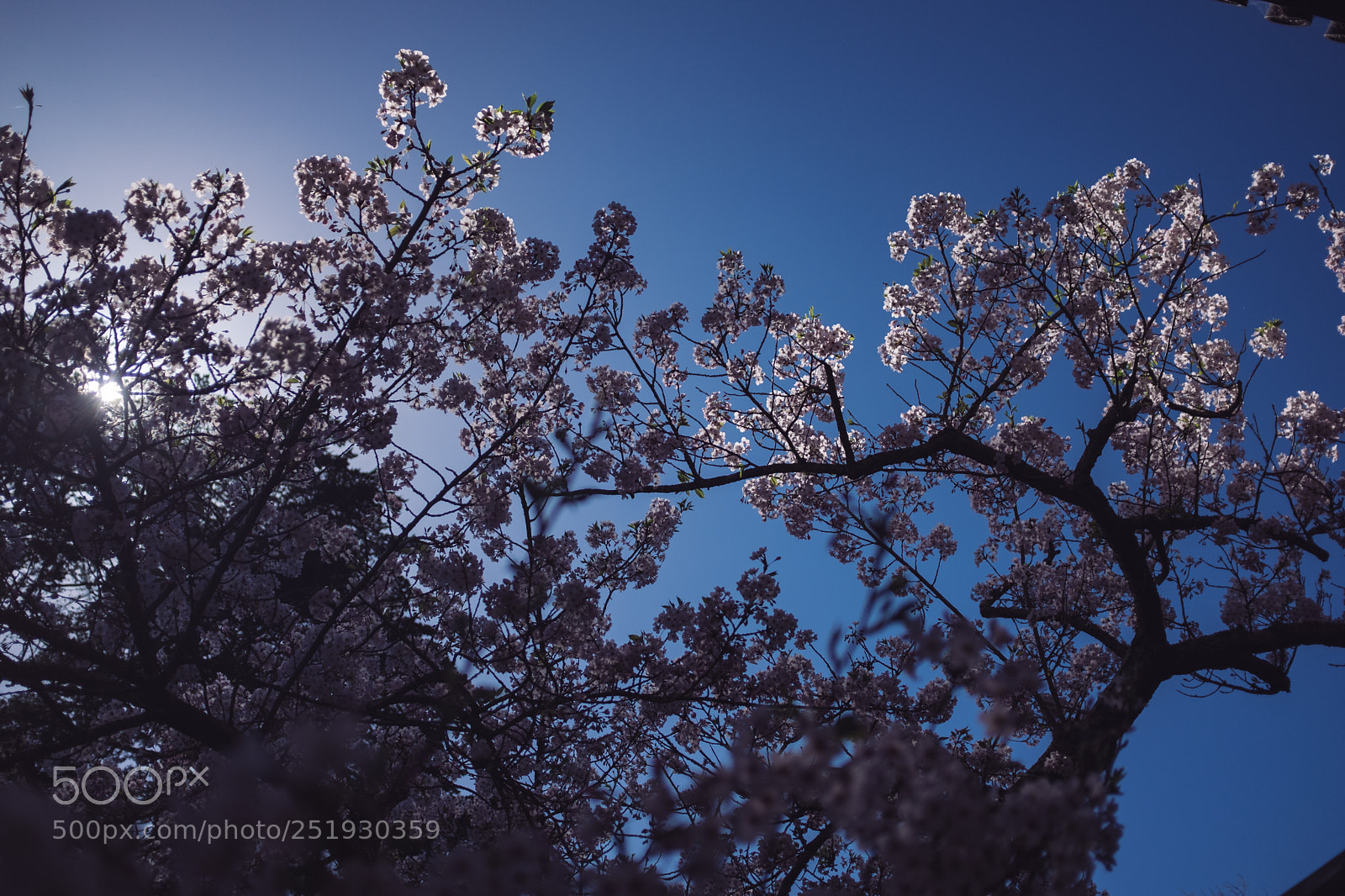 Fujifilm X100F sample photo. Cherry blossoms photography