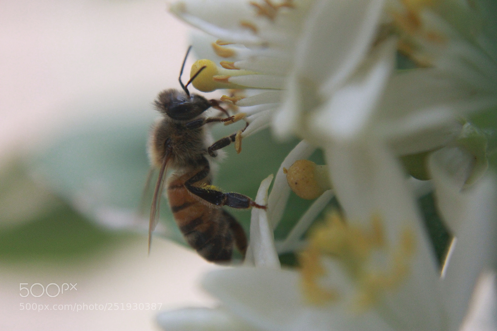 Canon EOS 1300D (EOS Rebel T6 / EOS Kiss X80) sample photo. Be like a bee photography