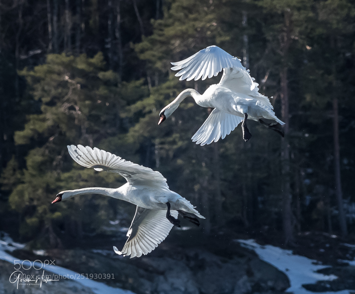 Canon EOS-1D X Mark II sample photo. Acrobatics in the air.... photography