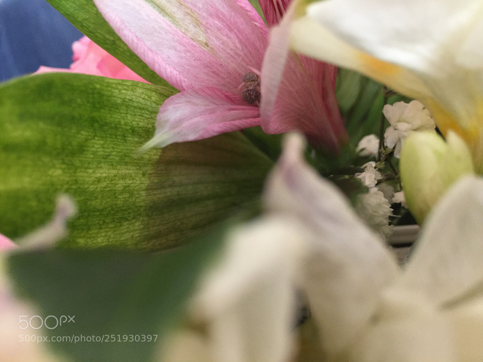 Apple iPhone 6 sample photo. Untitled photography