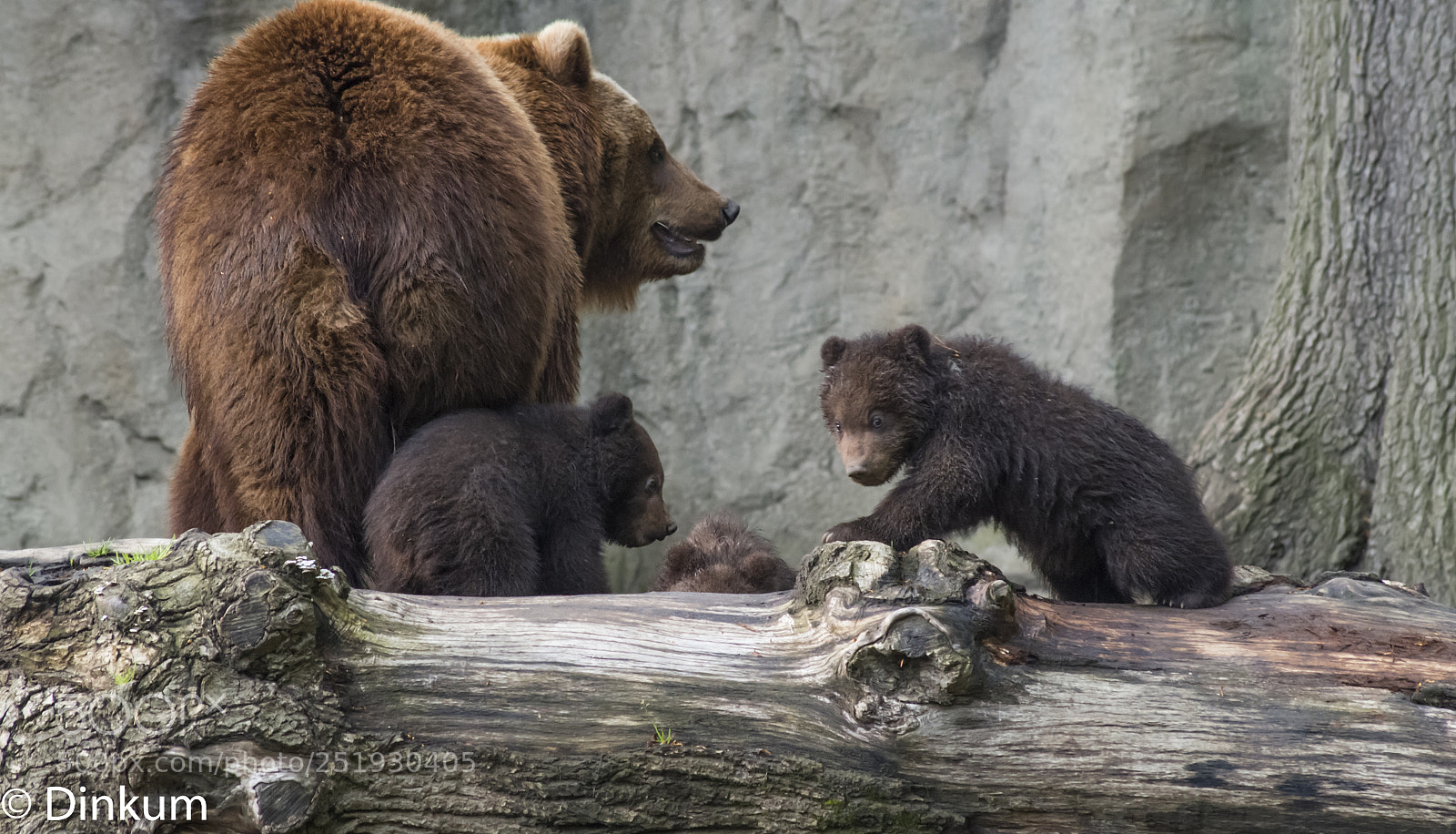 Pentax K-30 sample photo. Au zoo photography