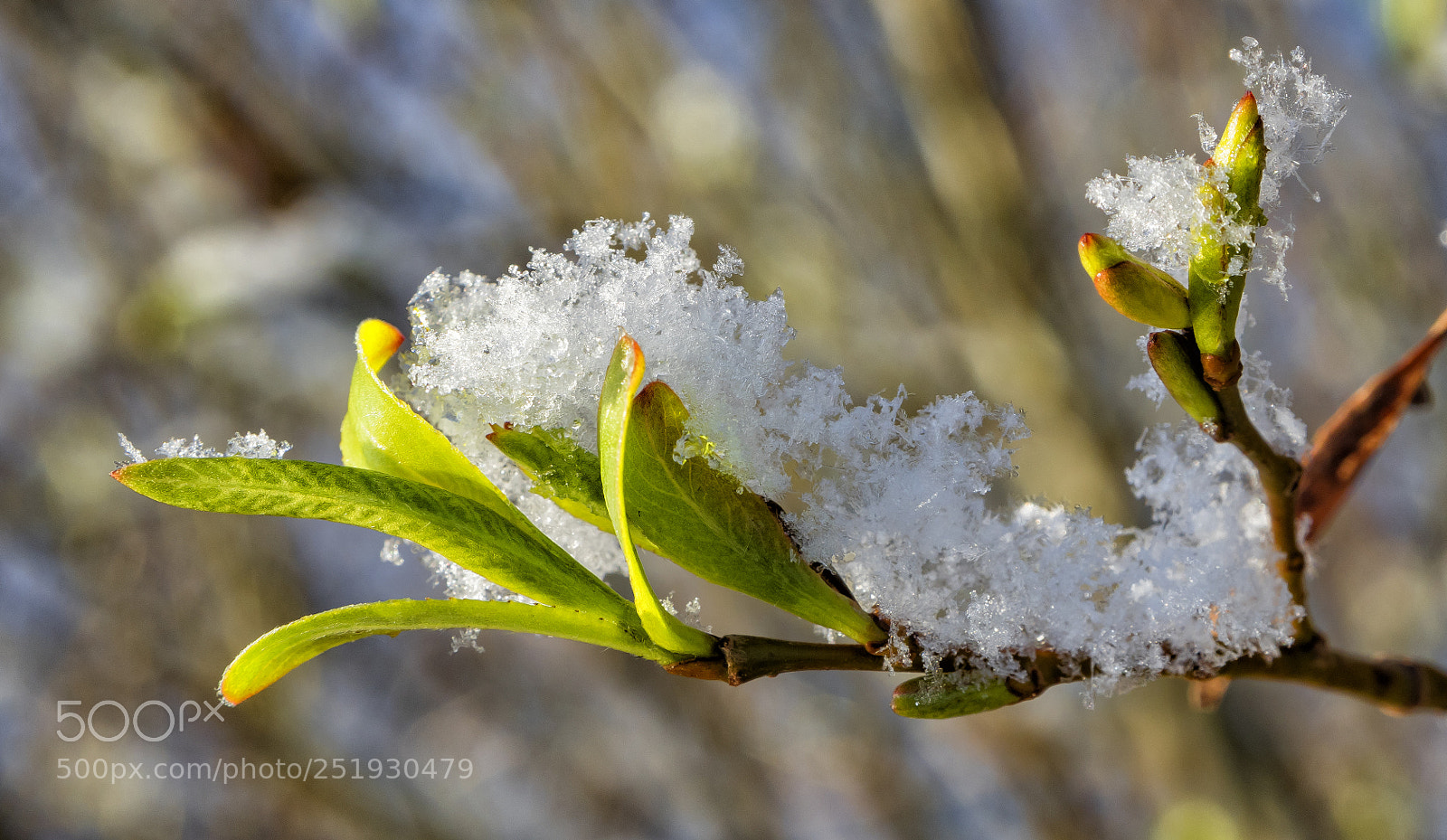 Olympus OM-D E-M5 II sample photo. Spring snow photography