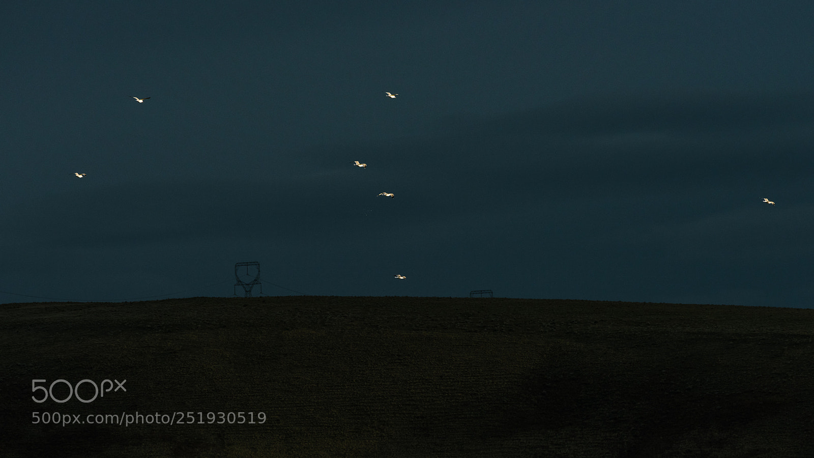 Nikon D810 sample photo. White birds over dark photography