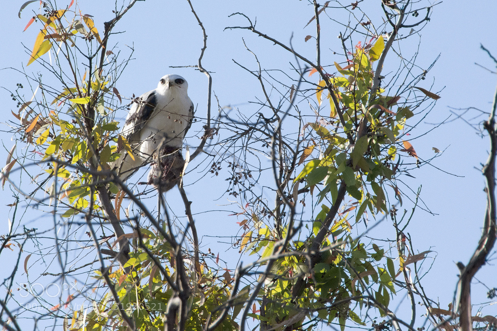 Nikon D7200 sample photo. White tailed kite photography