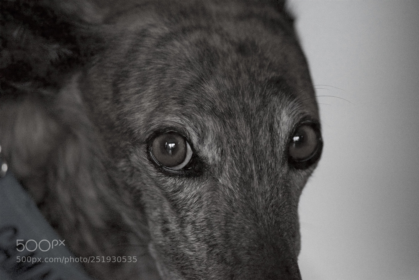 Nikon D600 sample photo. My dog !!! photography