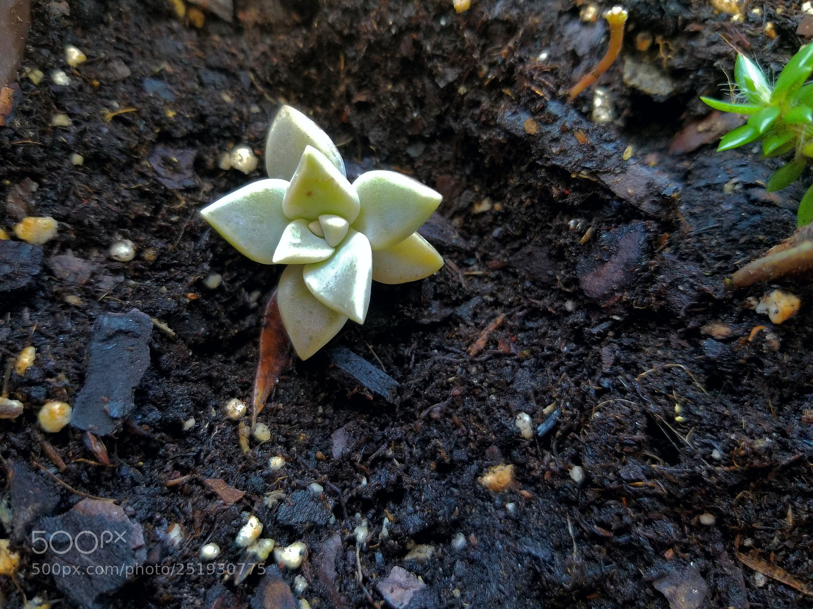 Samsung Galaxy S8 sample photo. New life photography