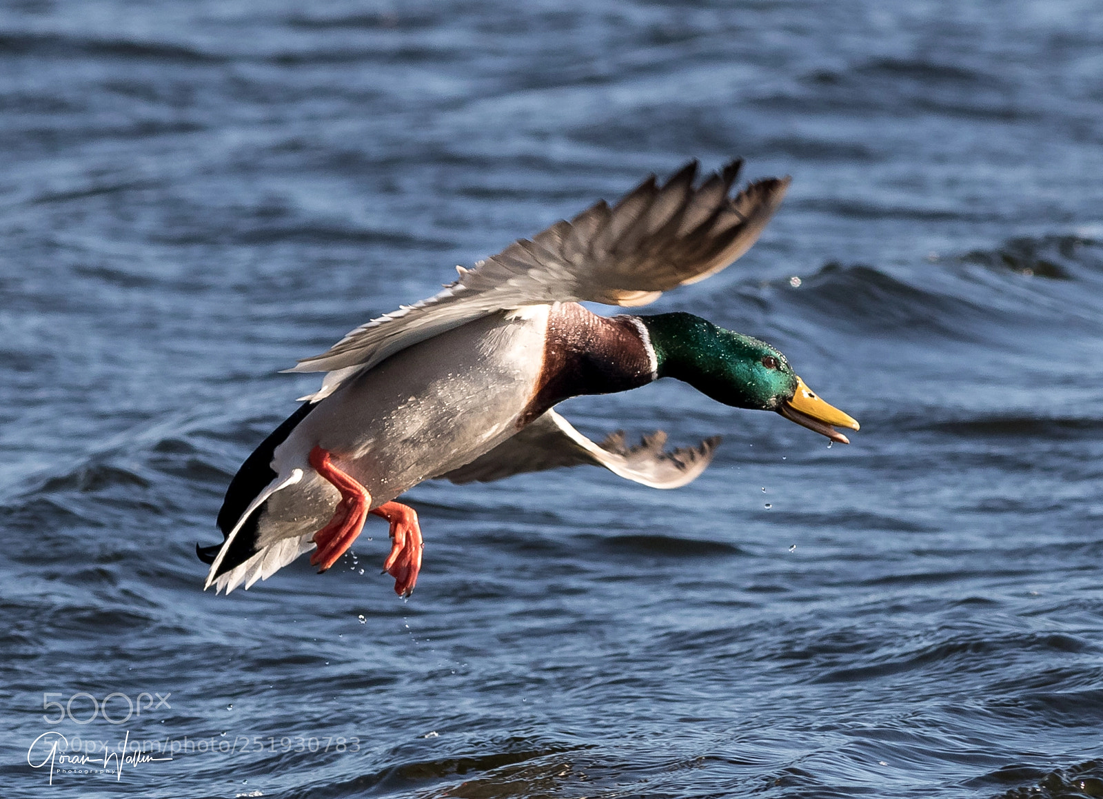 Canon EOS-1D X Mark II sample photo. Mallard in flight mode... photography