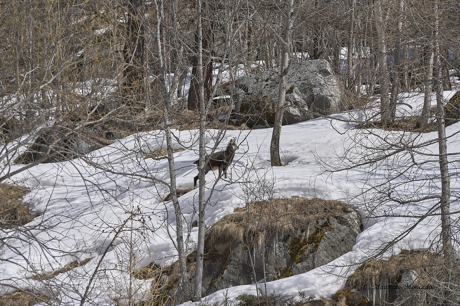 Sony a9 sample photo. Valsavarenche- aosta-italy camosci photography