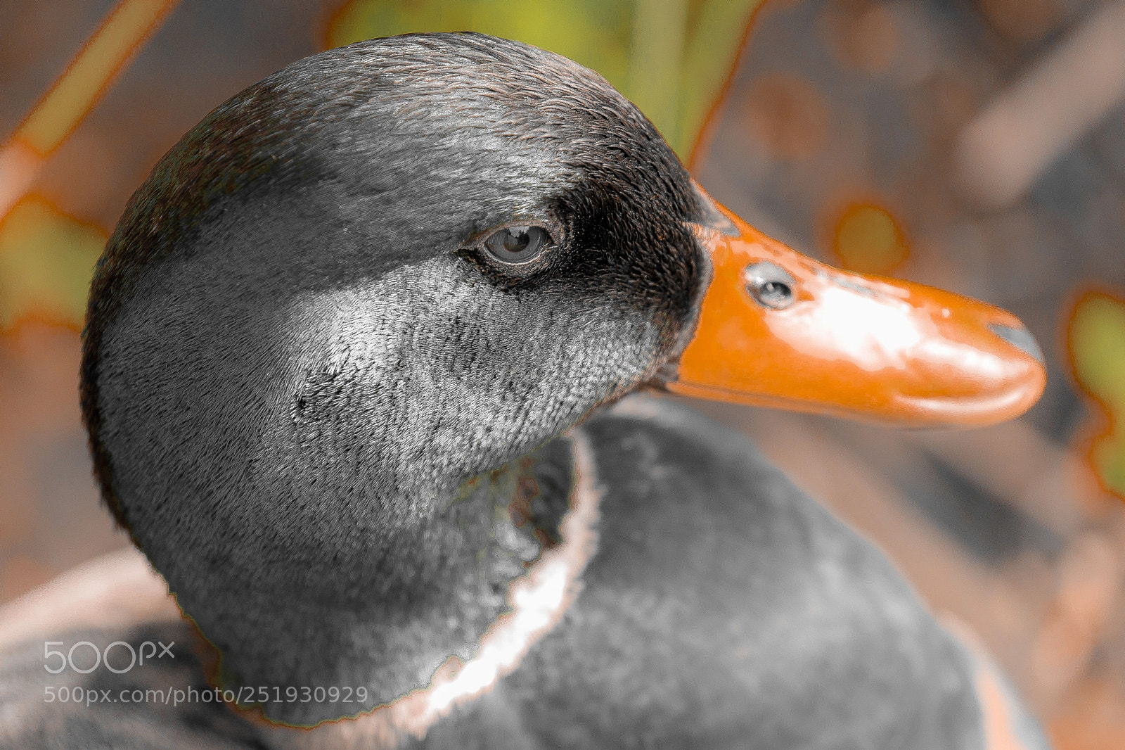 Canon EOS 5DS sample photo. Canard à l'orange photography