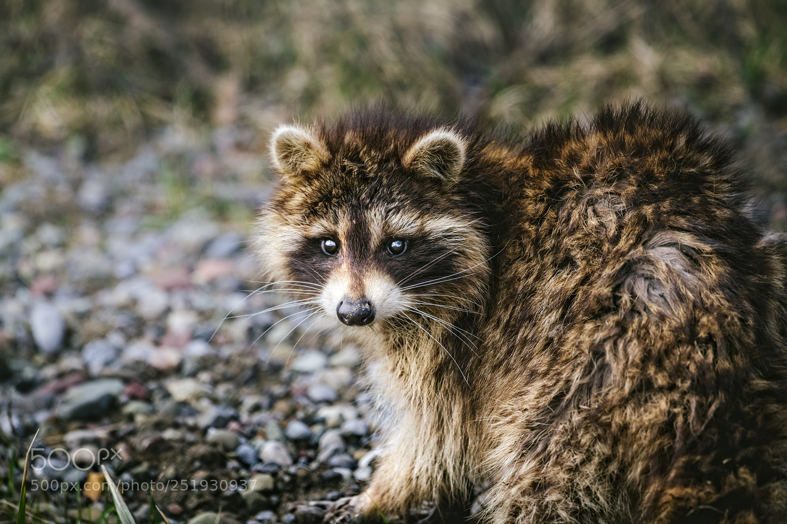 Nikon D850 sample photo. Cute racoon photography
