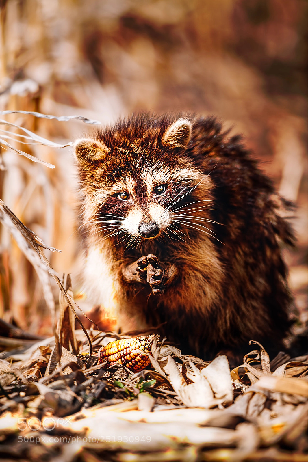 Nikon D850 sample photo. Cute racoon photography