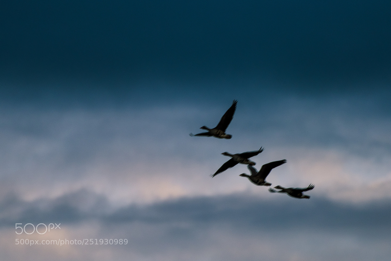 Nikon D810 sample photo. Geese in formation photography