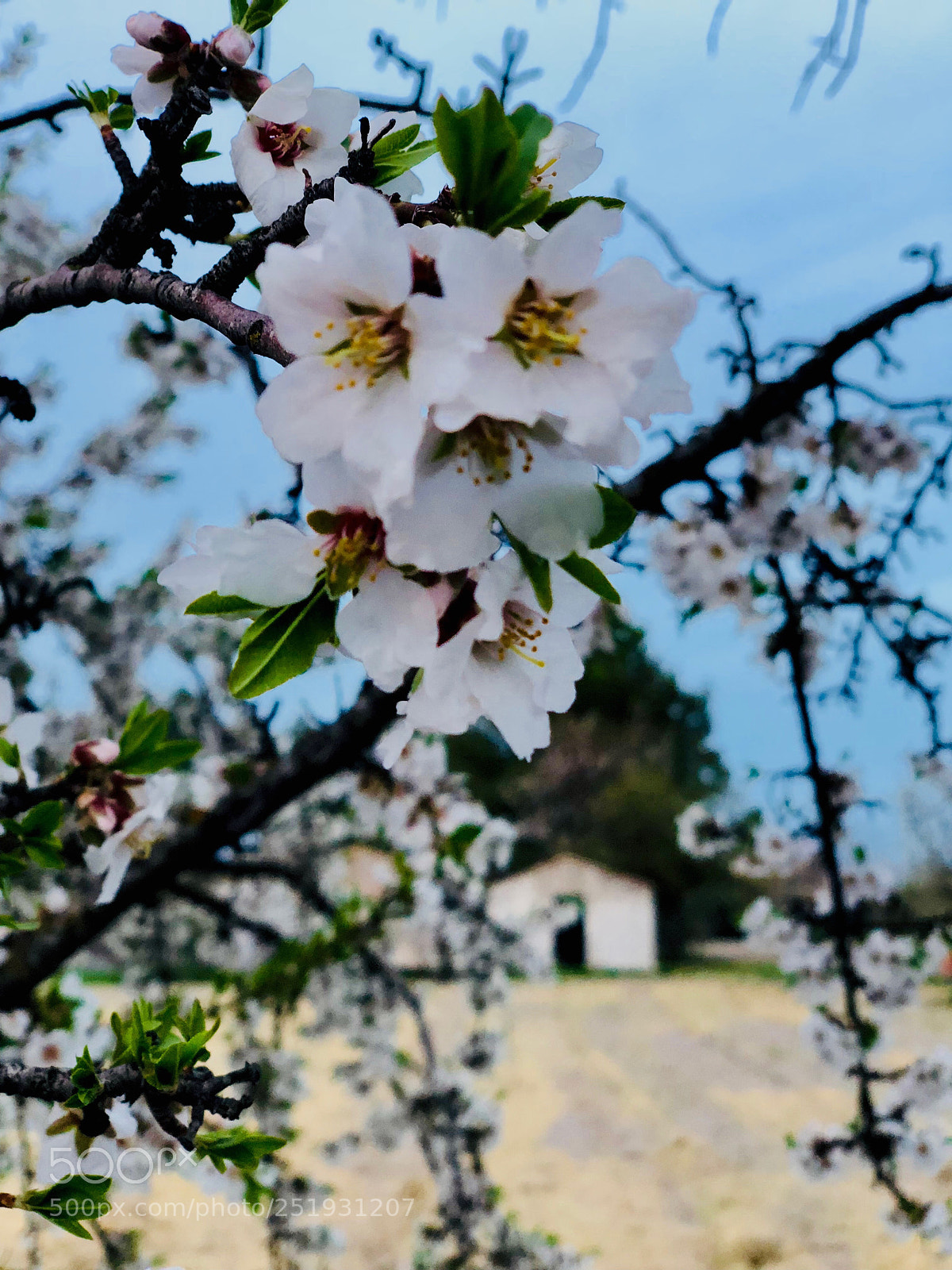 Apple iPhone X sample photo. Flor de almendro  photography