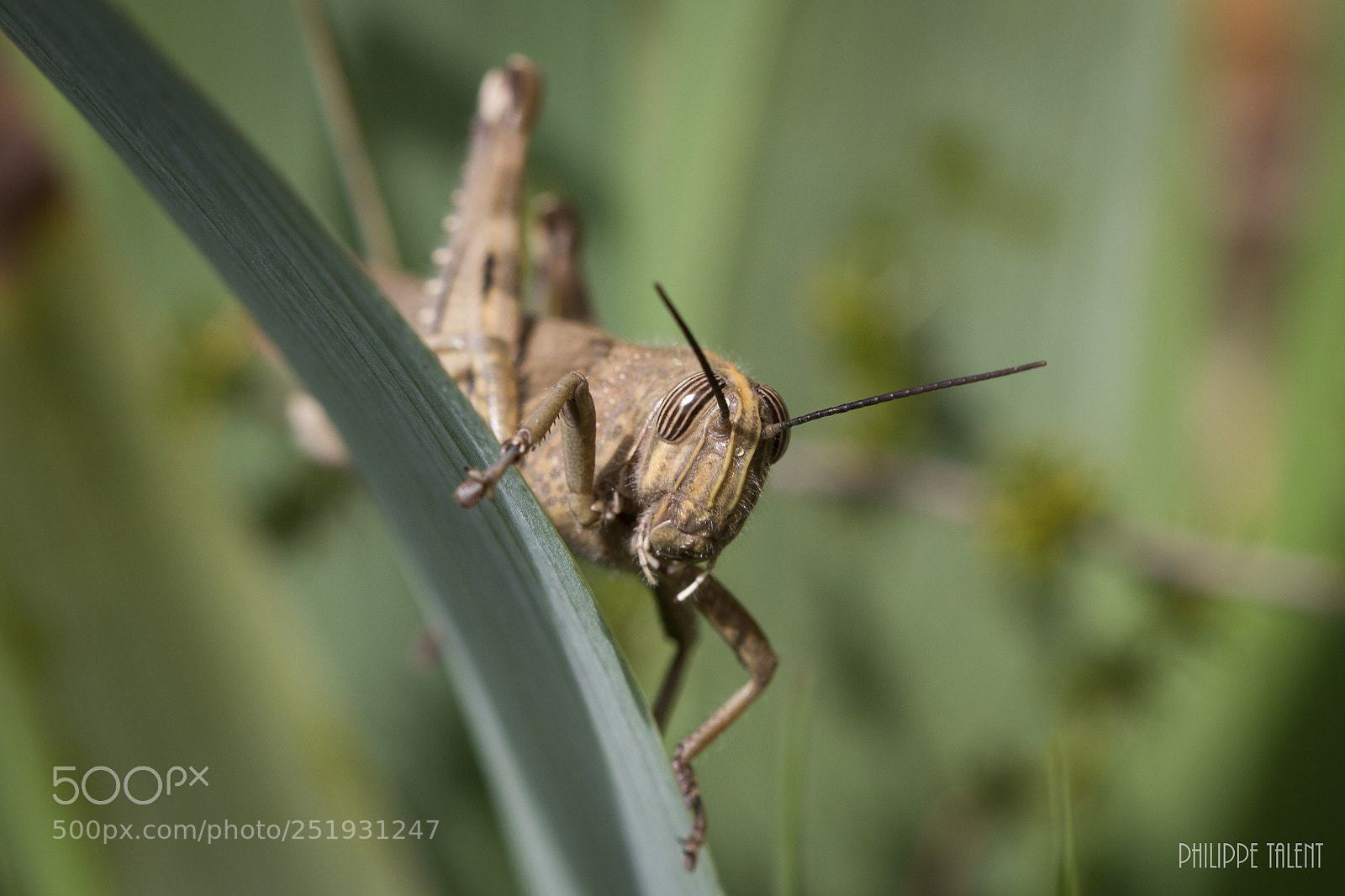 Canon EOS 60D sample photo. Cricket photography