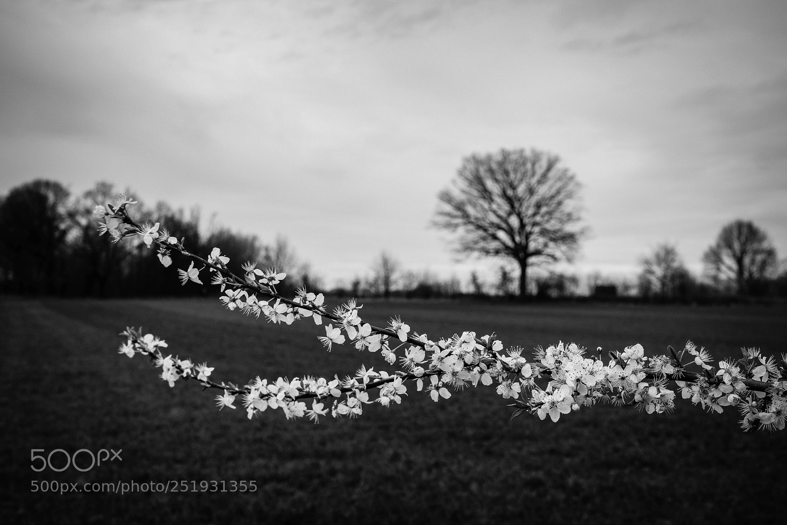 Fujifilm X-T2 sample photo. Blossoms photography
