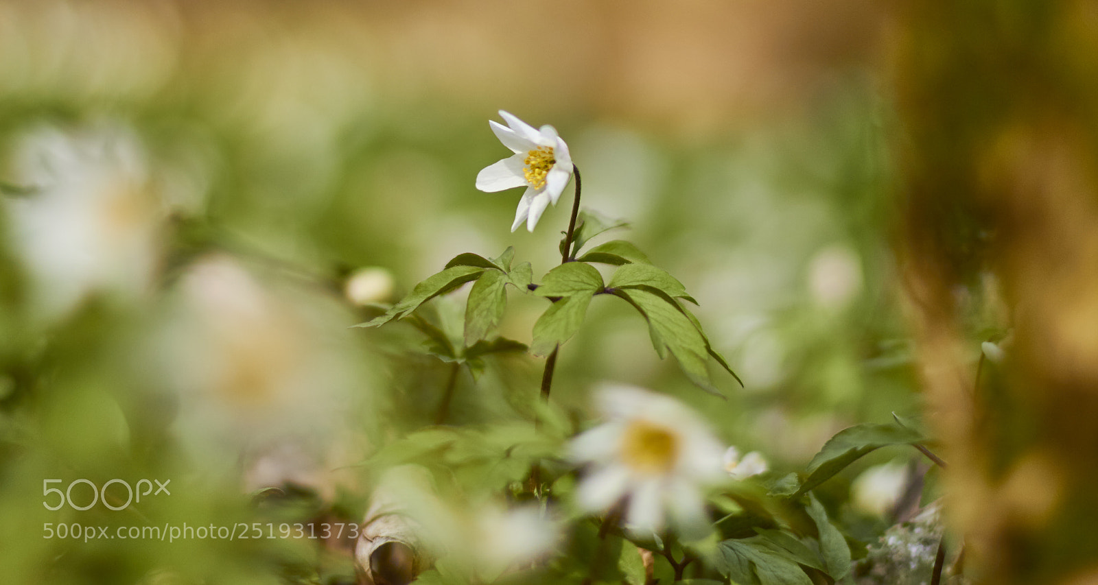 Canon EOS 60D sample photo. Spring comes photography