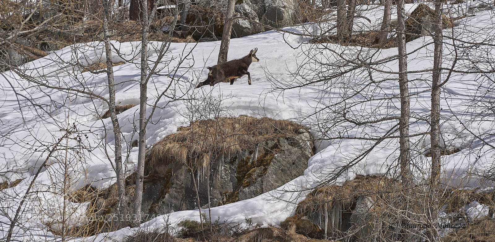 Sony a9 sample photo. Valsavarenche- aosta-italy camosci photography