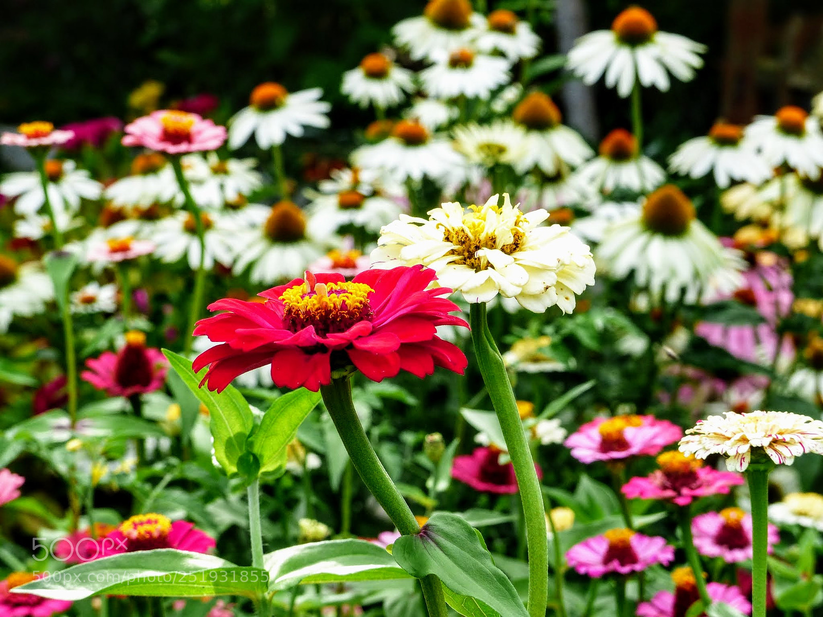 Panasonic Lumix DMC-FZ200 sample photo. Garden memories 2017 photography