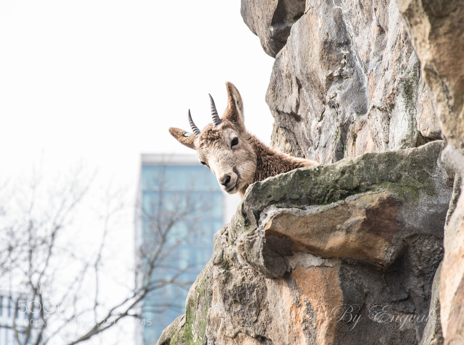 Nikon D5500 sample photo. Ibex in one of photography