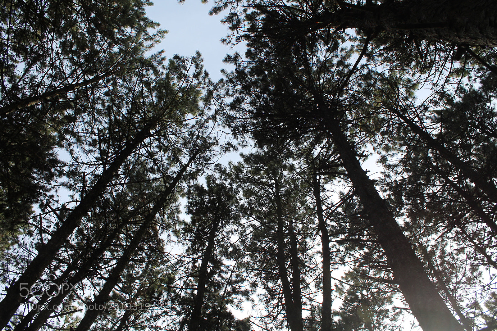 Canon EOS 1100D (EOS Rebel T3 / EOS Kiss X50) sample photo. Trees photography