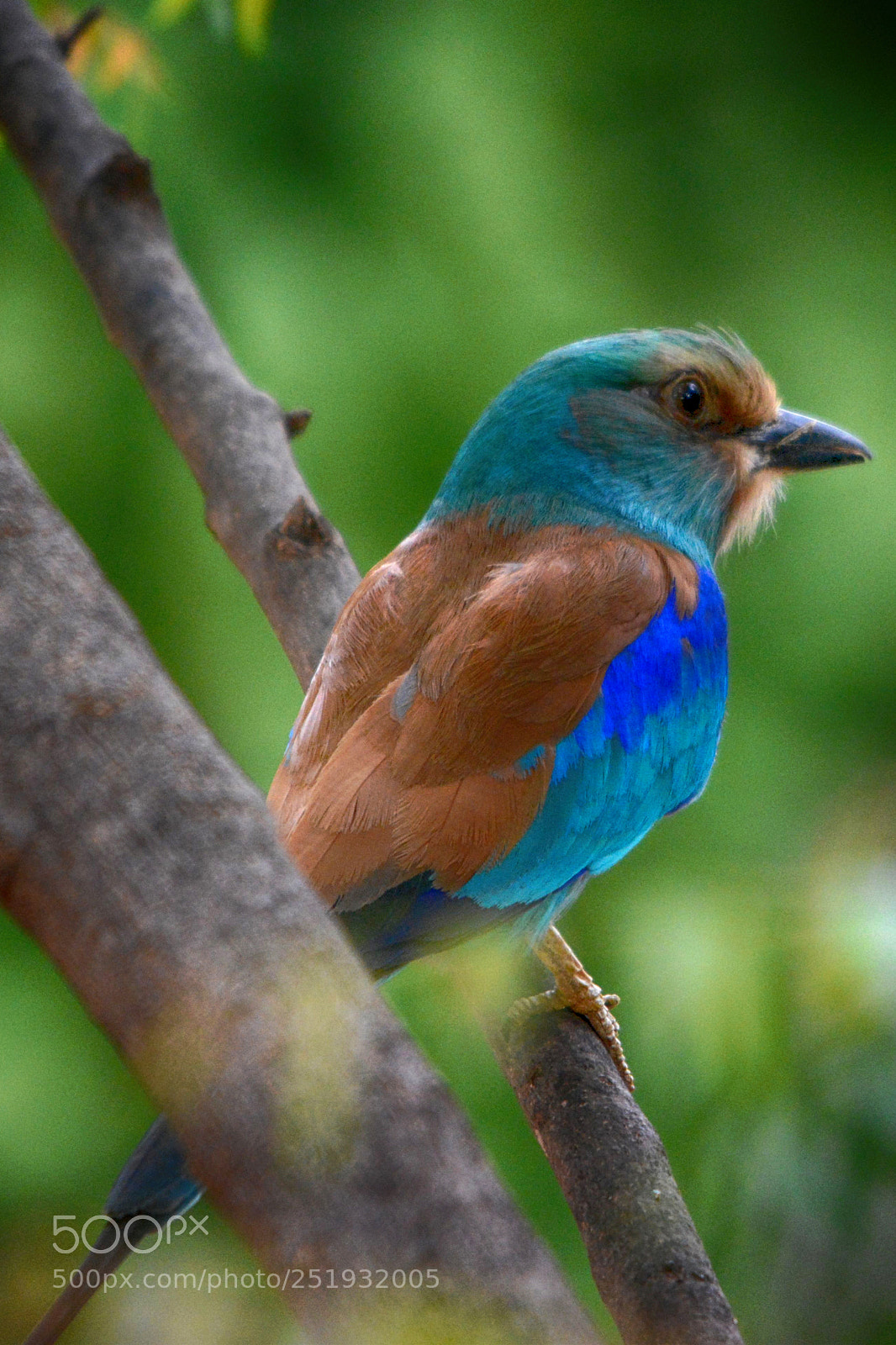 Nikon D5200 sample photo. Abyssinian roller kraska abisy photography