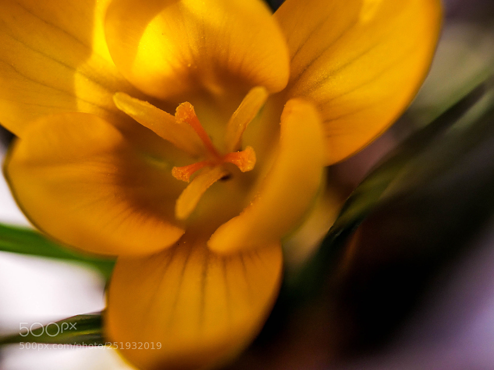 Panasonic DMC-G81 sample photo. Macro photography