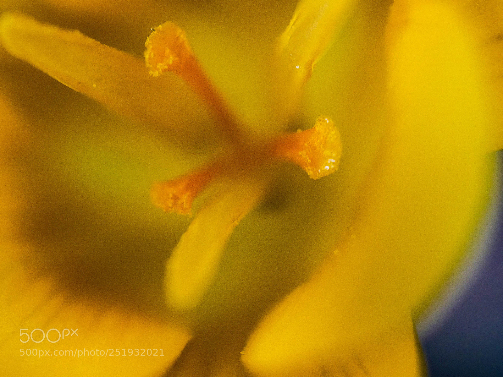 Panasonic DMC-G81 sample photo. Macro extrem photography