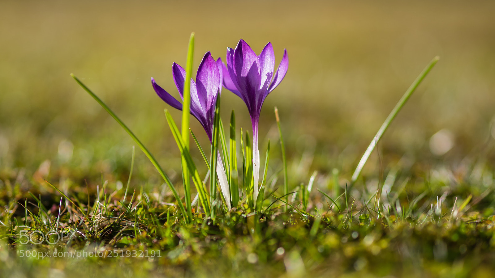 Olympus OM-D E-M1 sample photo. Krokusse photography