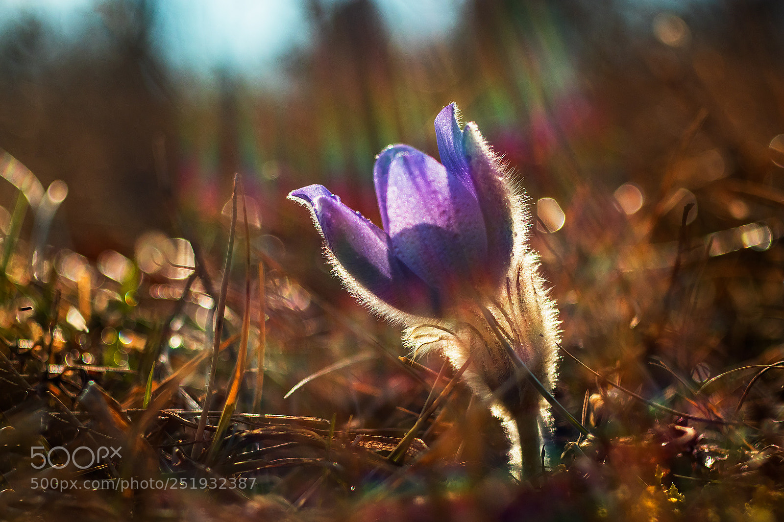 Canon EOS 80D sample photo. Pulsatilla grandis photography