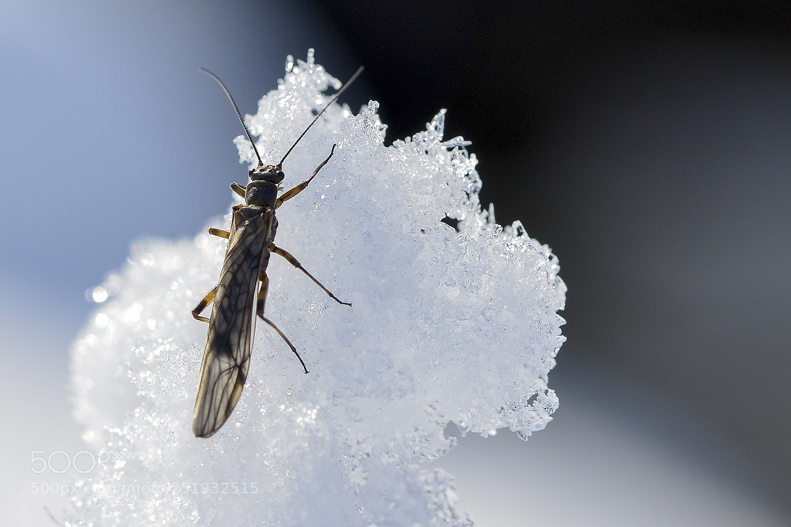 Nikon D800 sample photo. Plecoptera in snow photography
