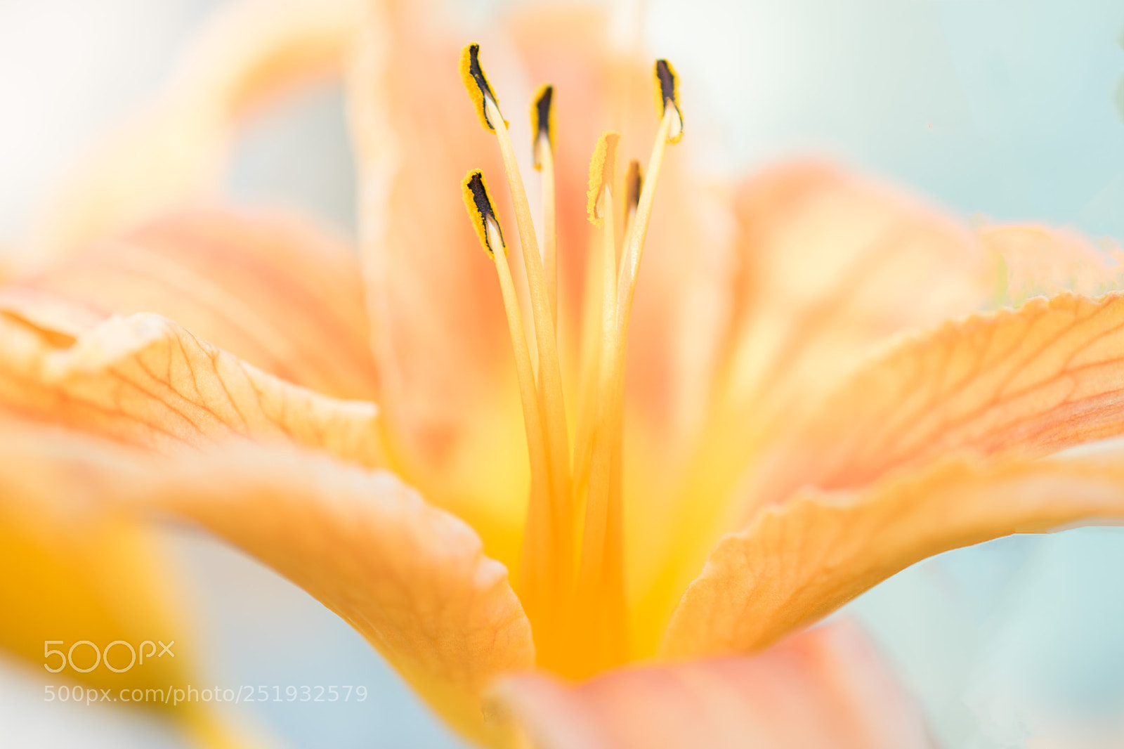 Nikon D3300 sample photo. Lovely orange lilies photography