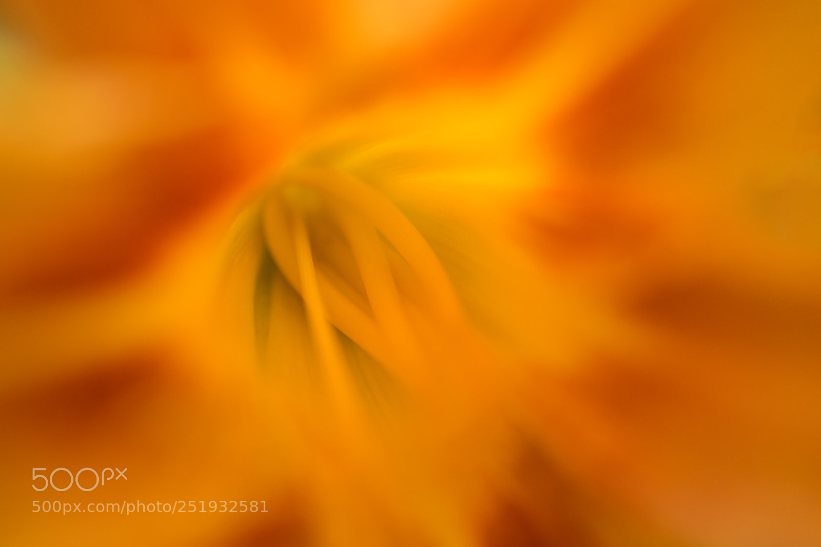 Nikon D3300 sample photo. Lovely orange lilies photography