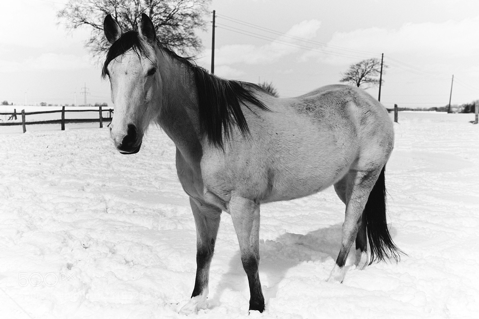 Sony a7R II sample photo. Horse photography