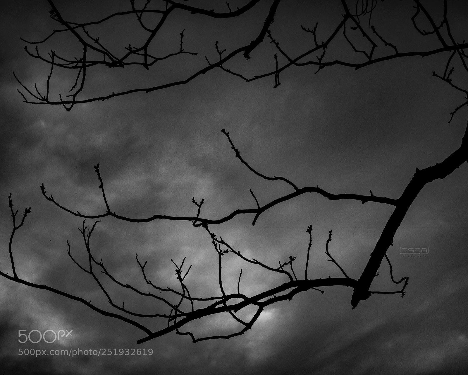 Canon EOS 750D (EOS Rebel T6i / EOS Kiss X8i) sample photo. Branches photography