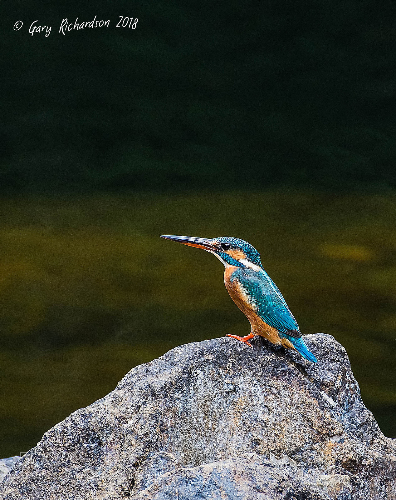 Nikon D500 sample photo. Common kingfisher koh chang photography