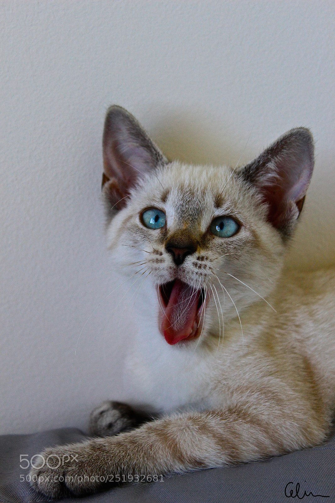 Canon EOS 100D (EOS Rebel SL1 / EOS Kiss X7) sample photo. Funny cat photography