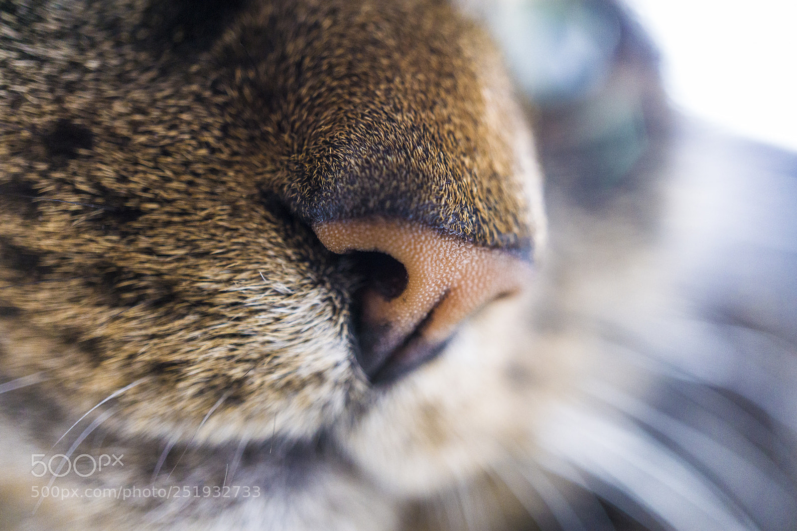 Sony a6000 sample photo. Little cute nose photography