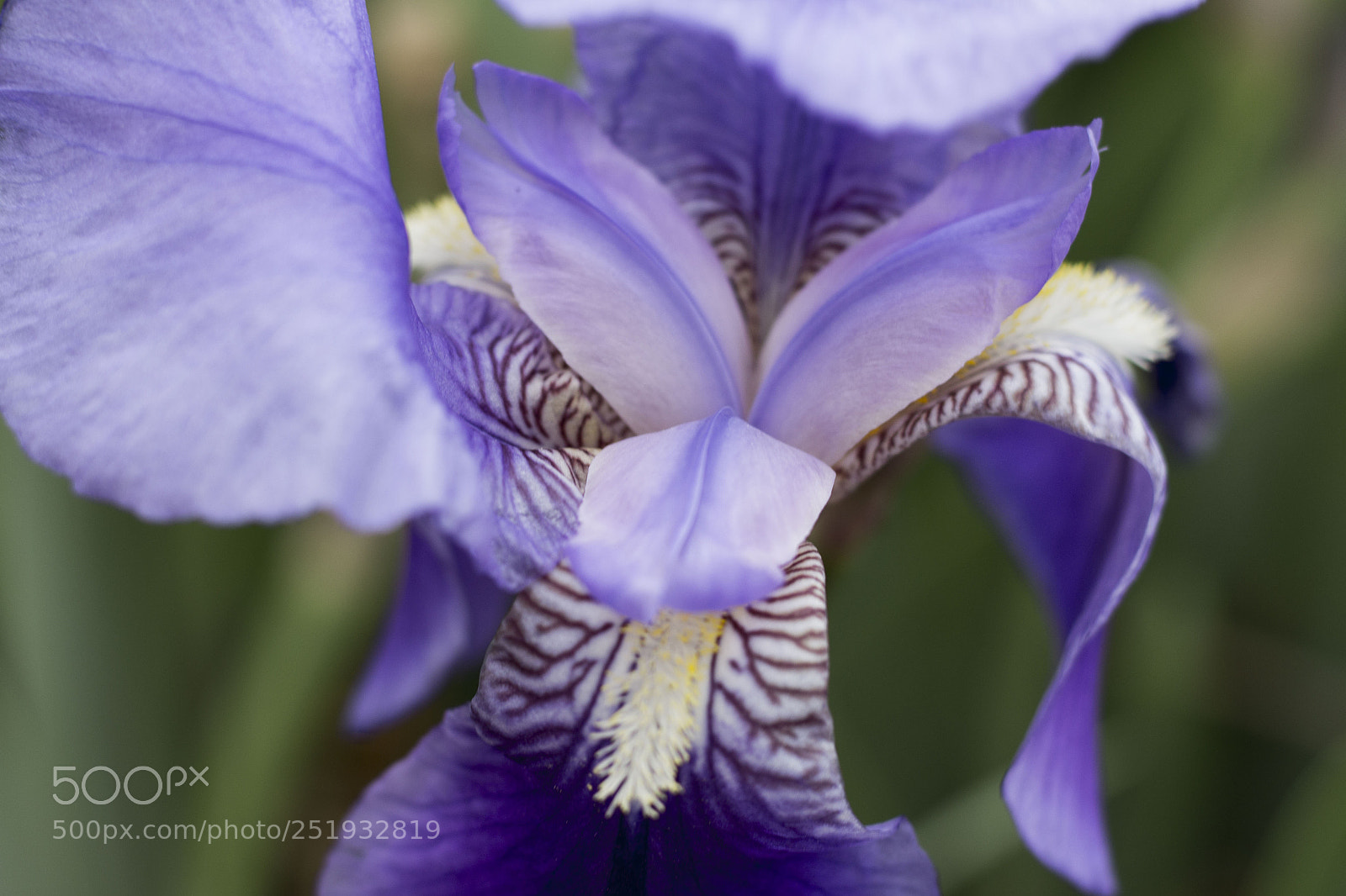 Canon EOS 700D (EOS Rebel T5i / EOS Kiss X7i) sample photo. Violeta photography