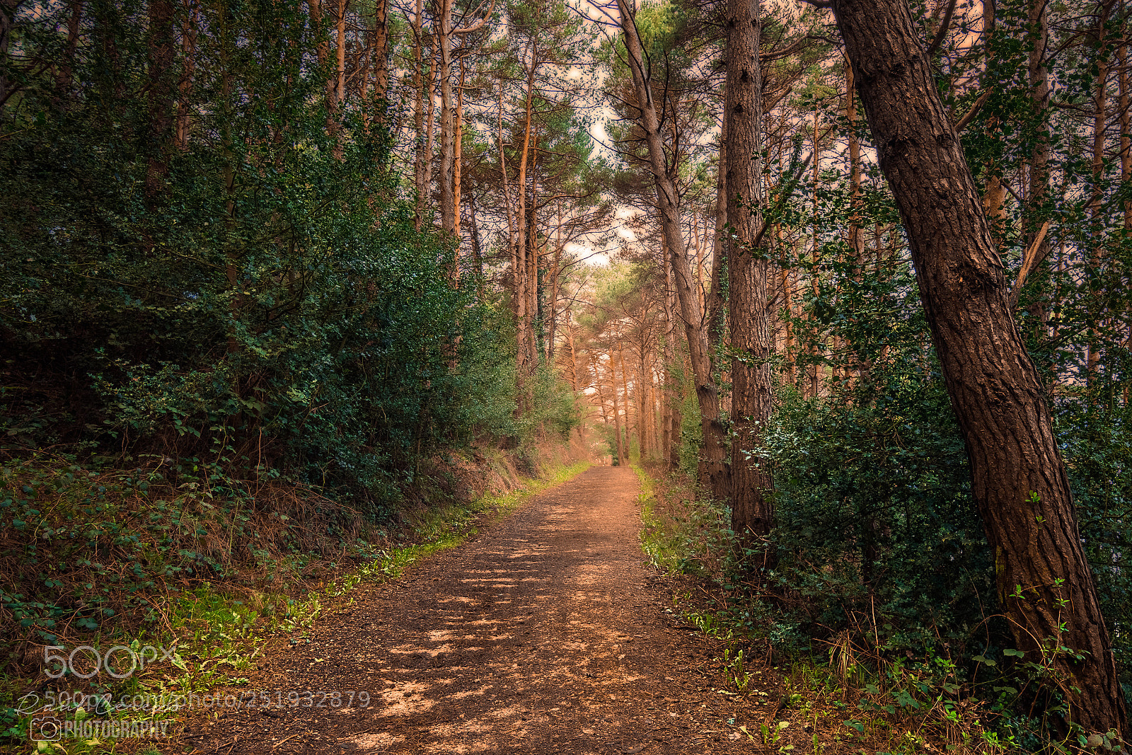 Canon EOS 70D sample photo. El bosque  photography
