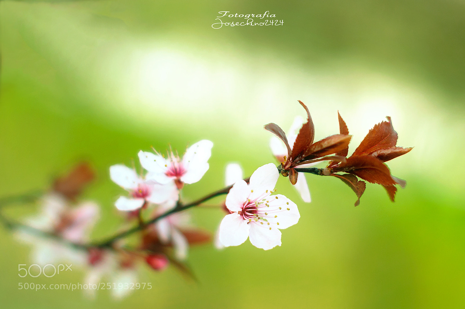 Nikon D300 sample photo. Intensidad en primavera... photography